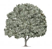 Pieniądze czasem rosną na drzewie